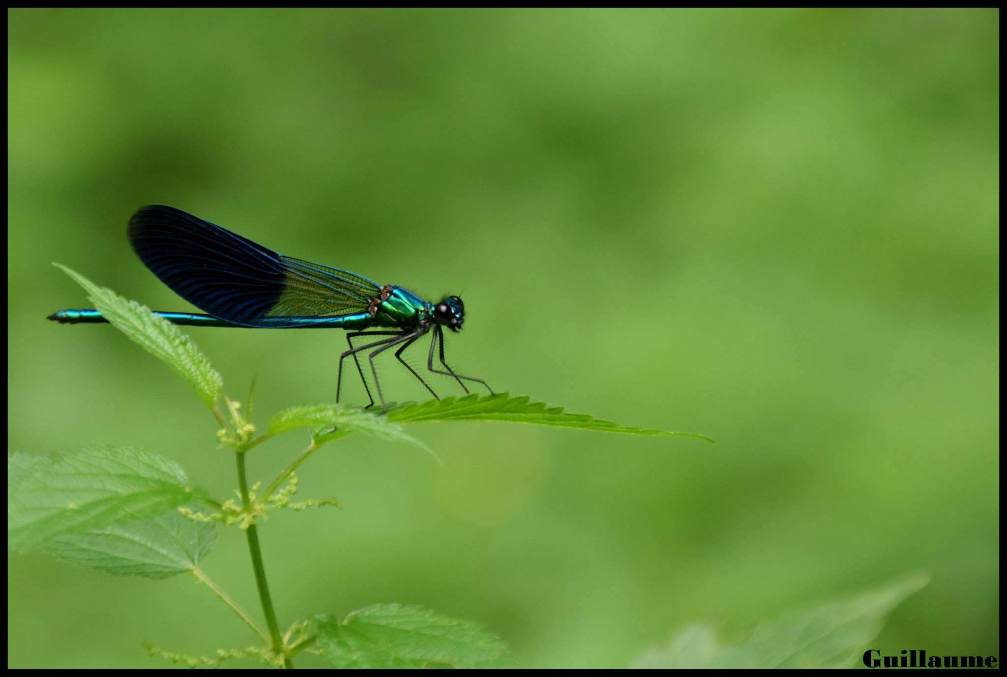 Image of Western Demoiselle