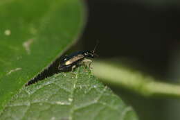 Image of Pseudotheopea sauteri