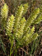 Image of Polygala carteri