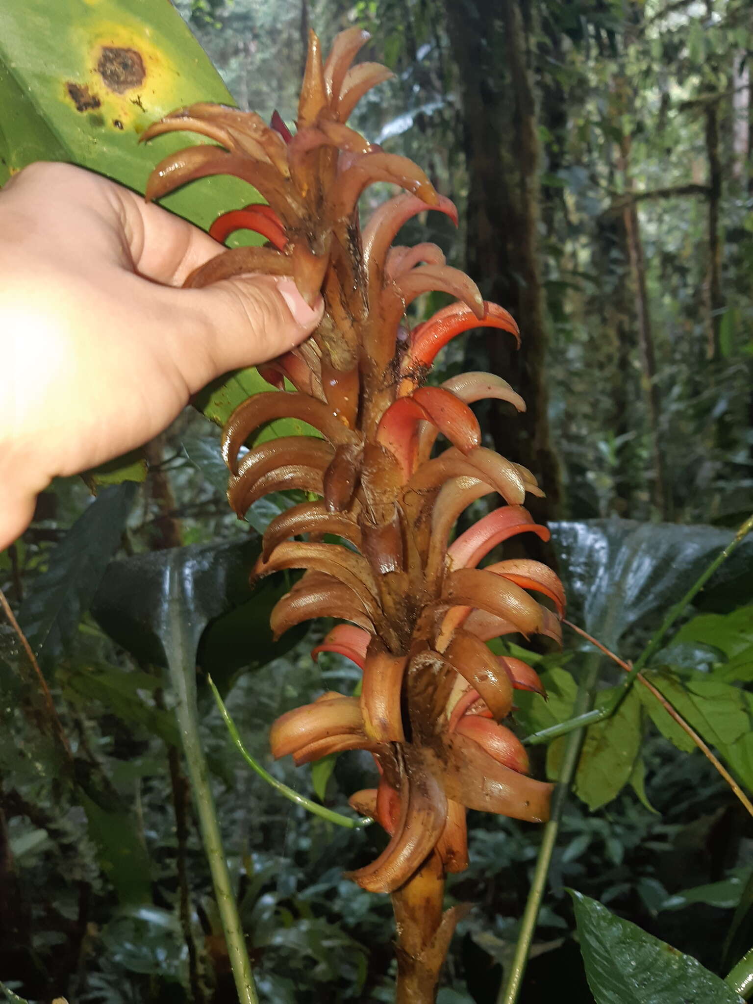 Image of Pitcairnia nigra (Carrière) André