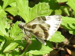 Image of Turk's-Cap White-Skipper