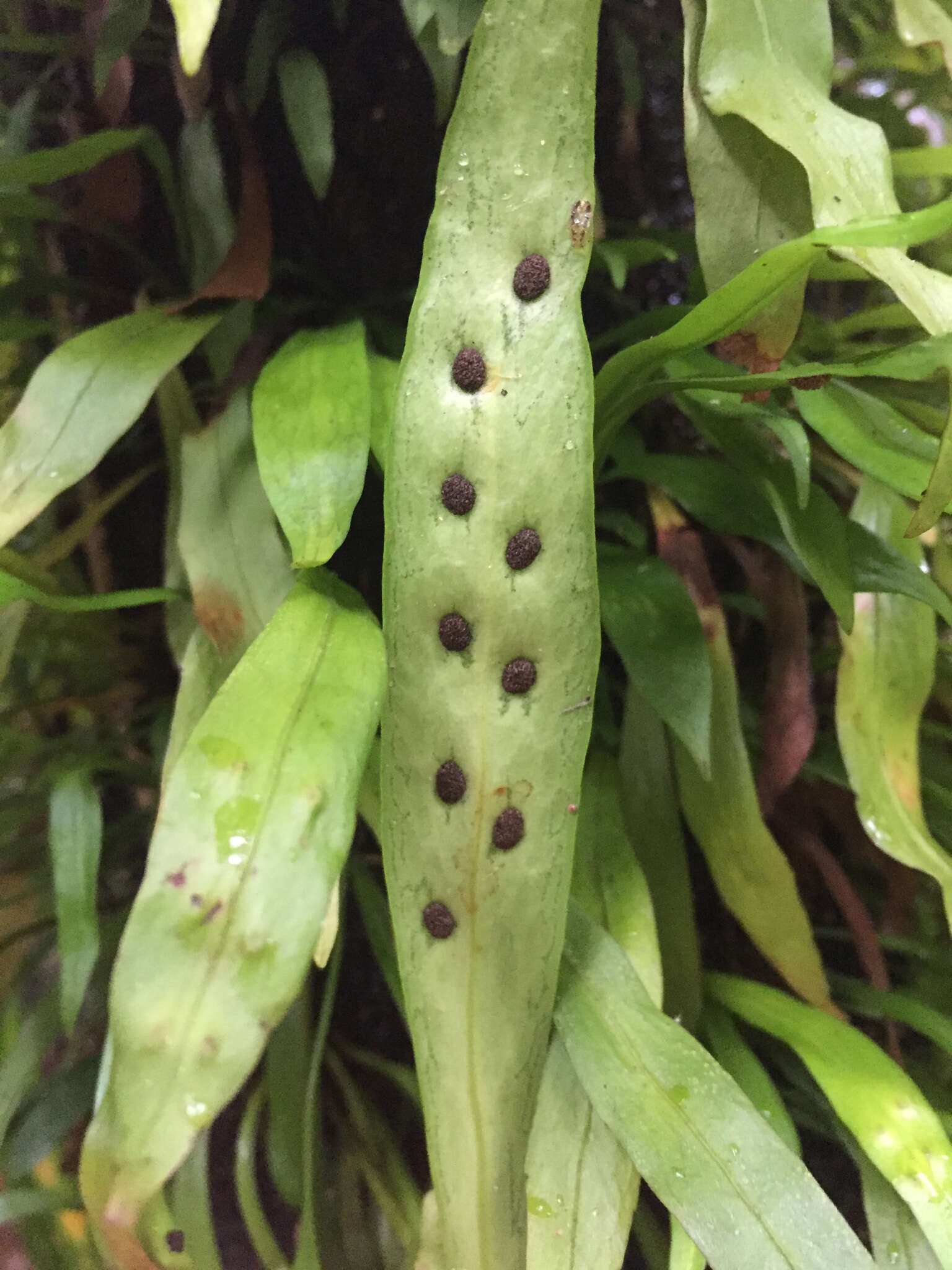 Image of Loxogramme dictyopteris (Mett.) Copel.