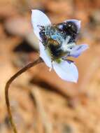 Image of Wahlenbergia capensis (L.) A. DC.