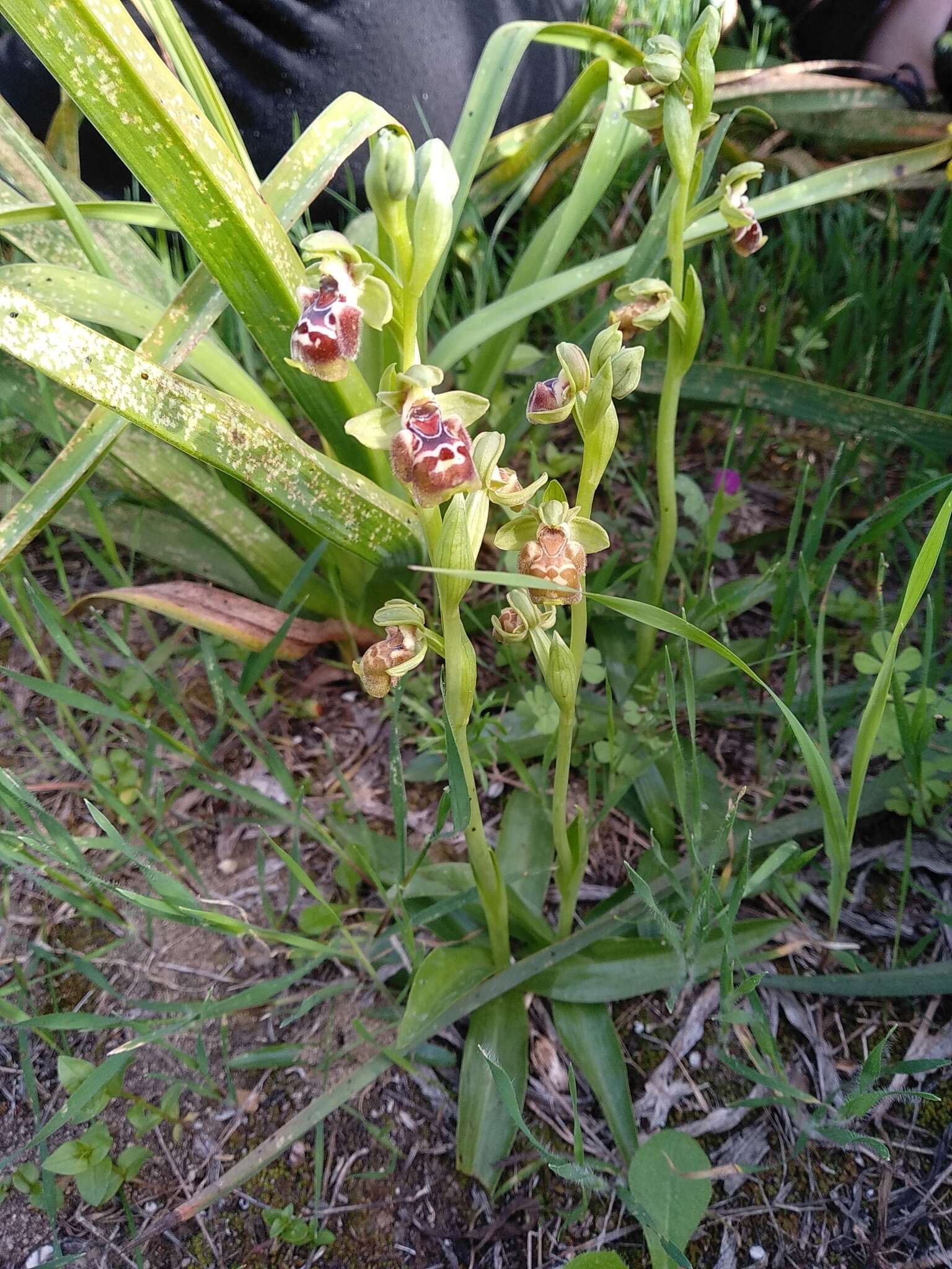 Image of Ophrys umbilicata subsp. flavomarginata (Renz) Faurh.