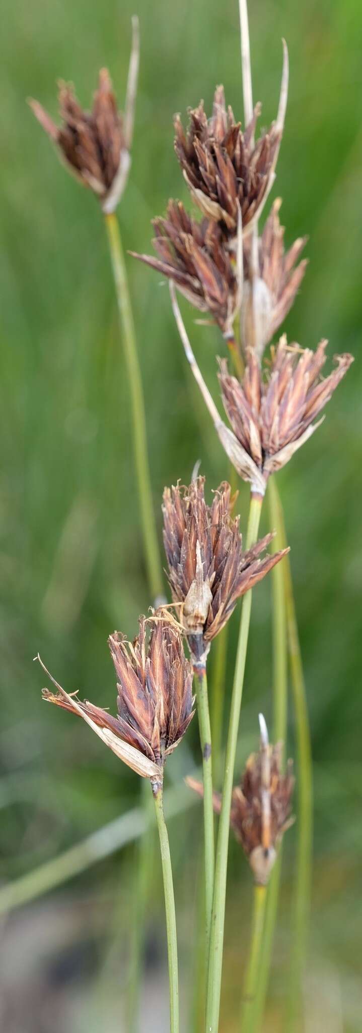 Schoenus nigricans L. resmi