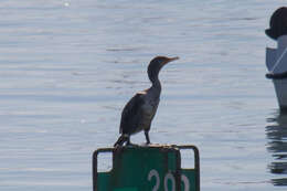 Image of Double-crested Cormorant