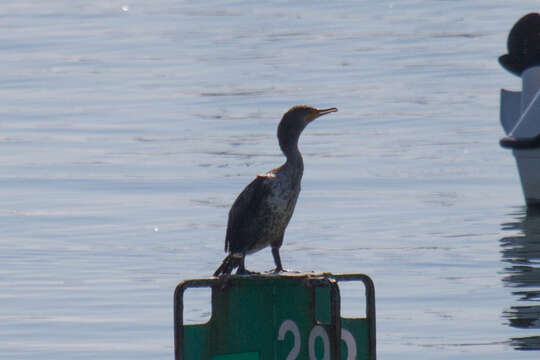 Plancia ëd Phalacrocorax auritus (Lesson & R 1831)