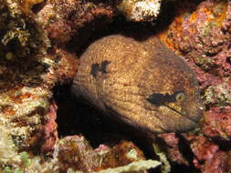 Image of Black cheek moray