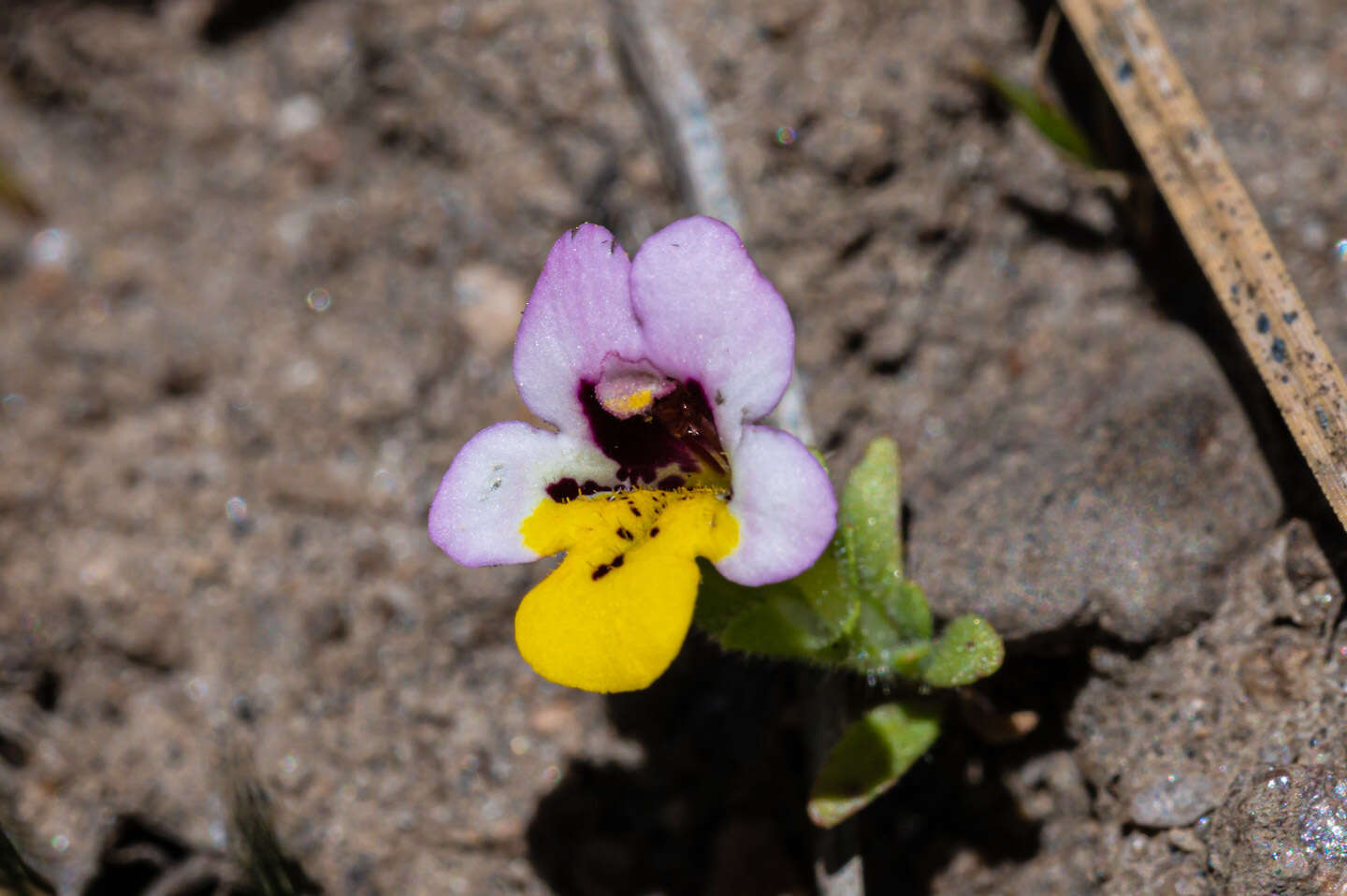 Image of Yellow-Lip Pansy Monkey-Flower