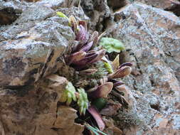 Image de Haworthia marumiana var. viridis M. B. Bayer