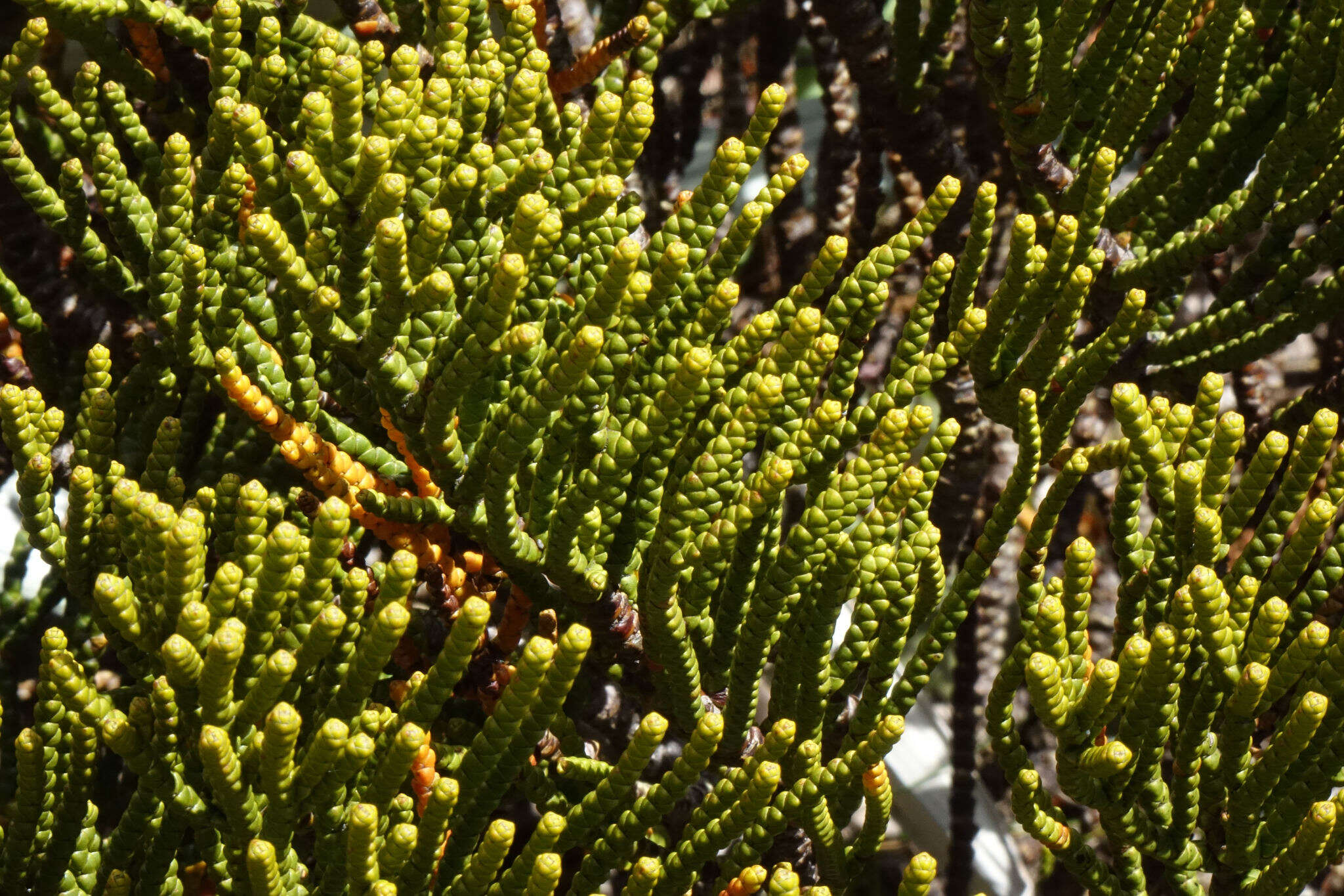 Image of Veronica hectorii Hook. fil.