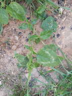 Image of largefruit amaranth