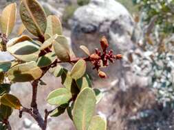 Image of Asteropeia densiflora Baker