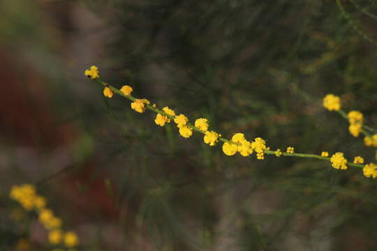 Слика од Acacia spinescens Benth.