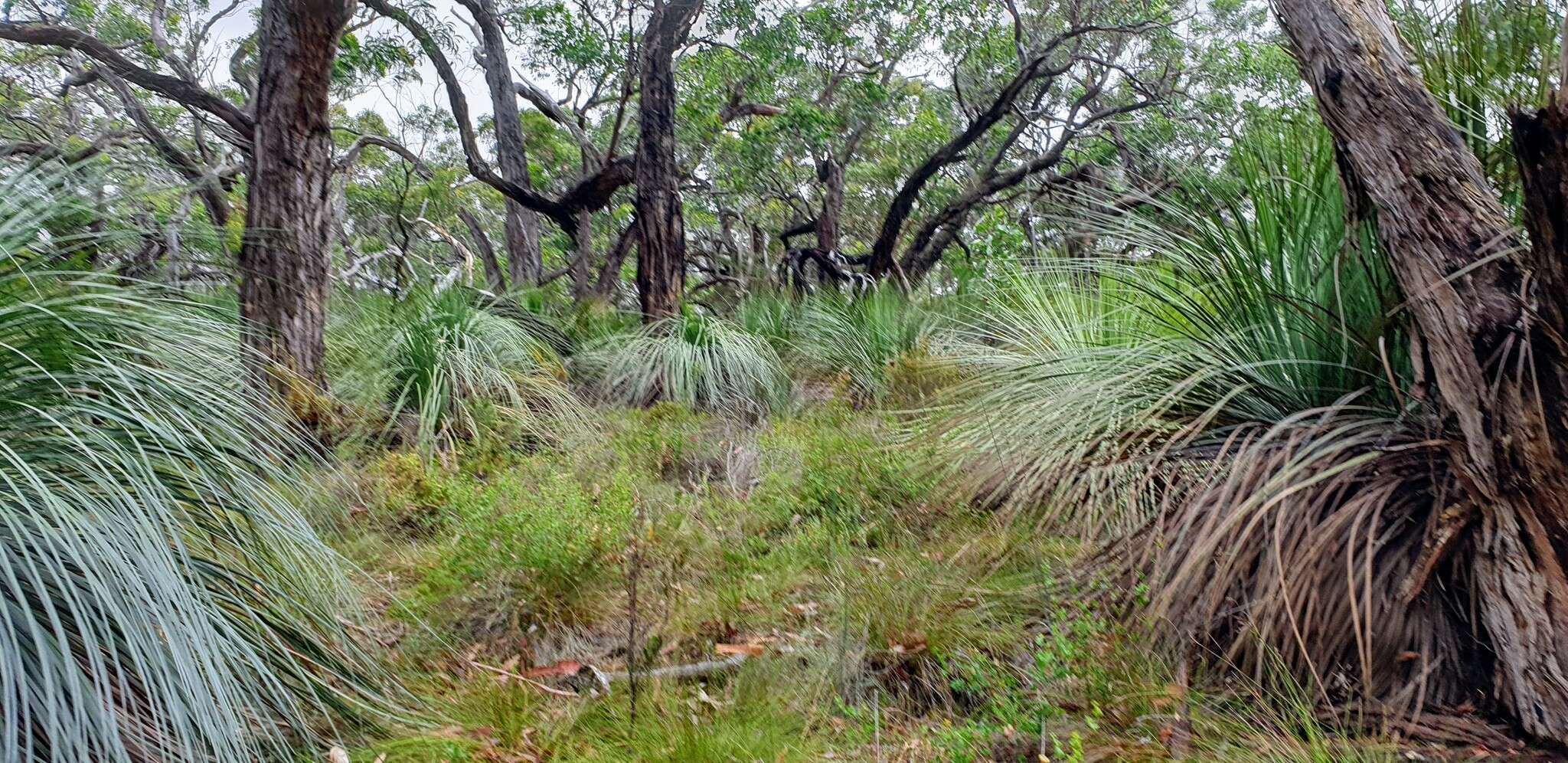 Image of Xanthorrhoea semiplana subsp. tateana (F. Muell.) D. J. Bedford