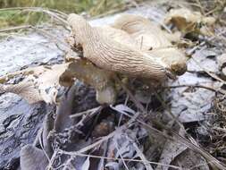 Imagem de Pleurotus cornucopiae (Paulet) Rolland 1910