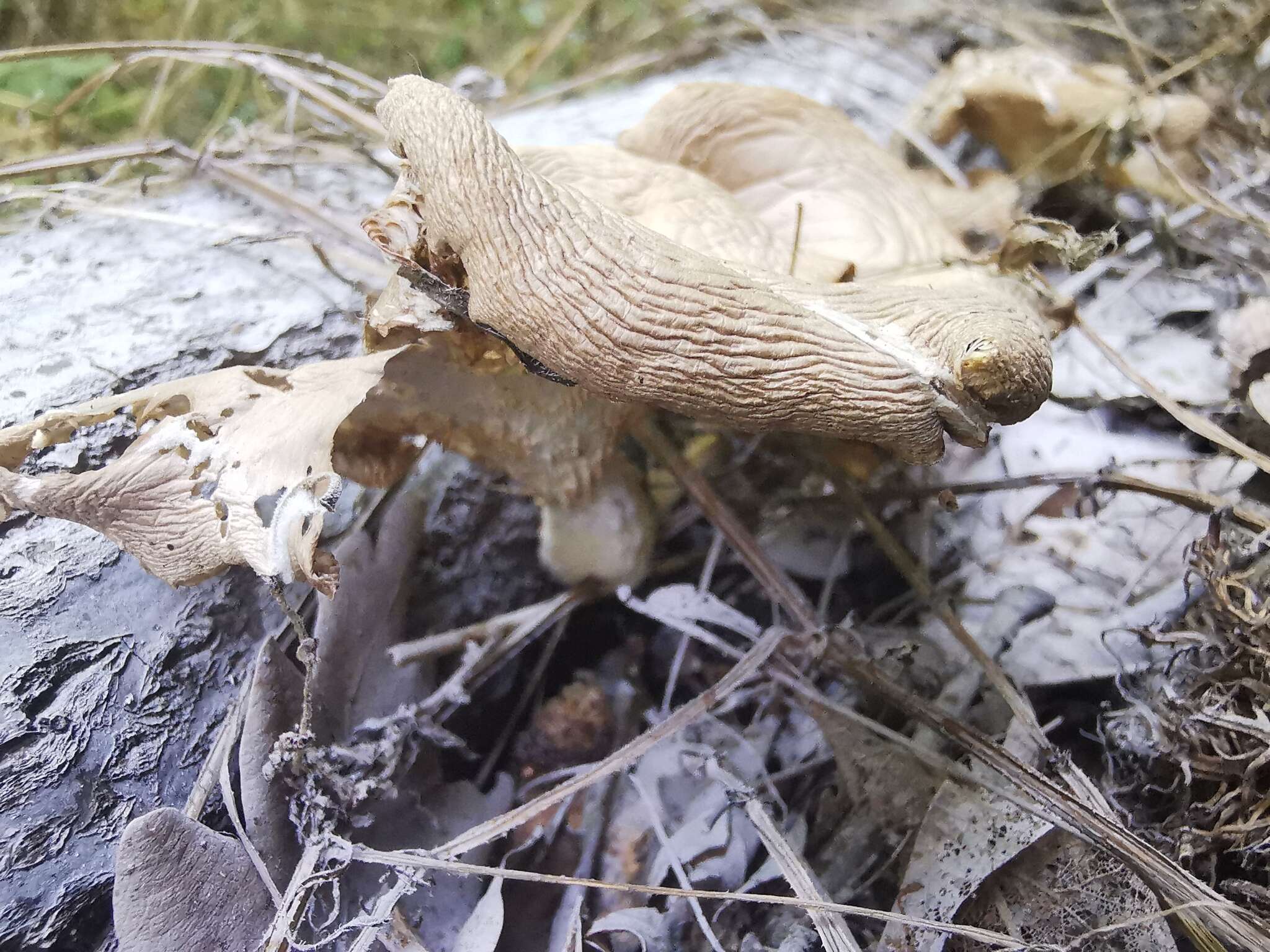 Image of Branched Oyster Mushroom