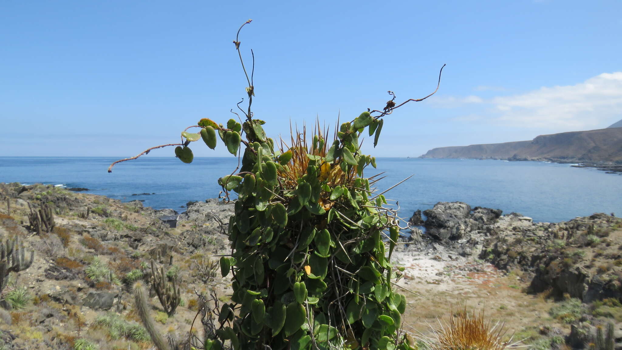 Image of Diplolepis boerhaviifolia (Hook. & Arn.) Liede & Rapini