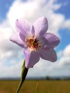 Image of Alophia silvestris (Loes.) Goldblatt