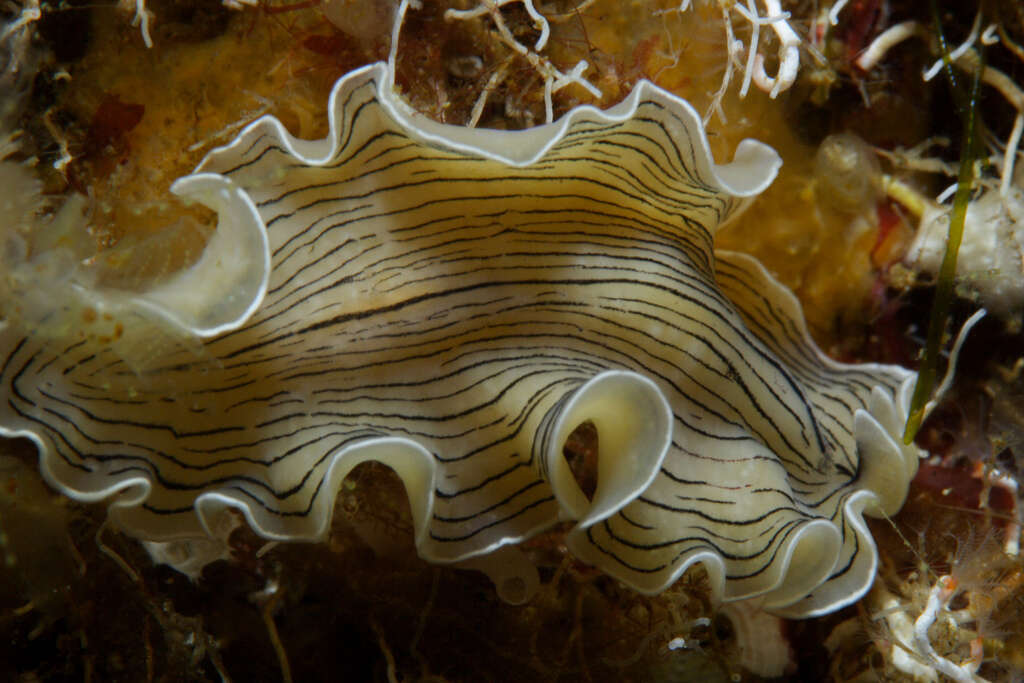 Image of candy striped flatworm