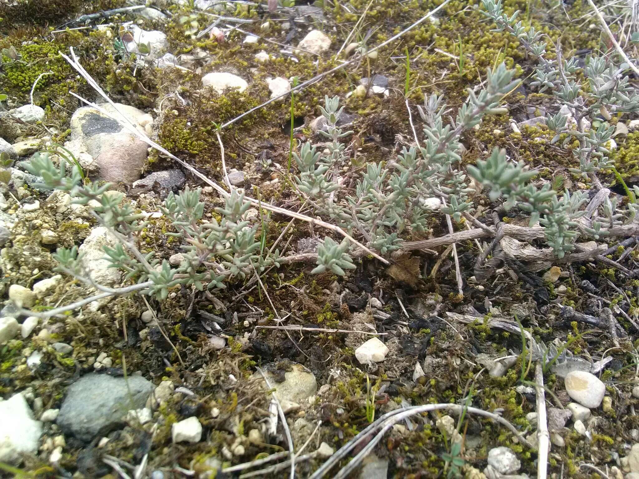 Image de Thymus vulgaris subsp. vulgaris