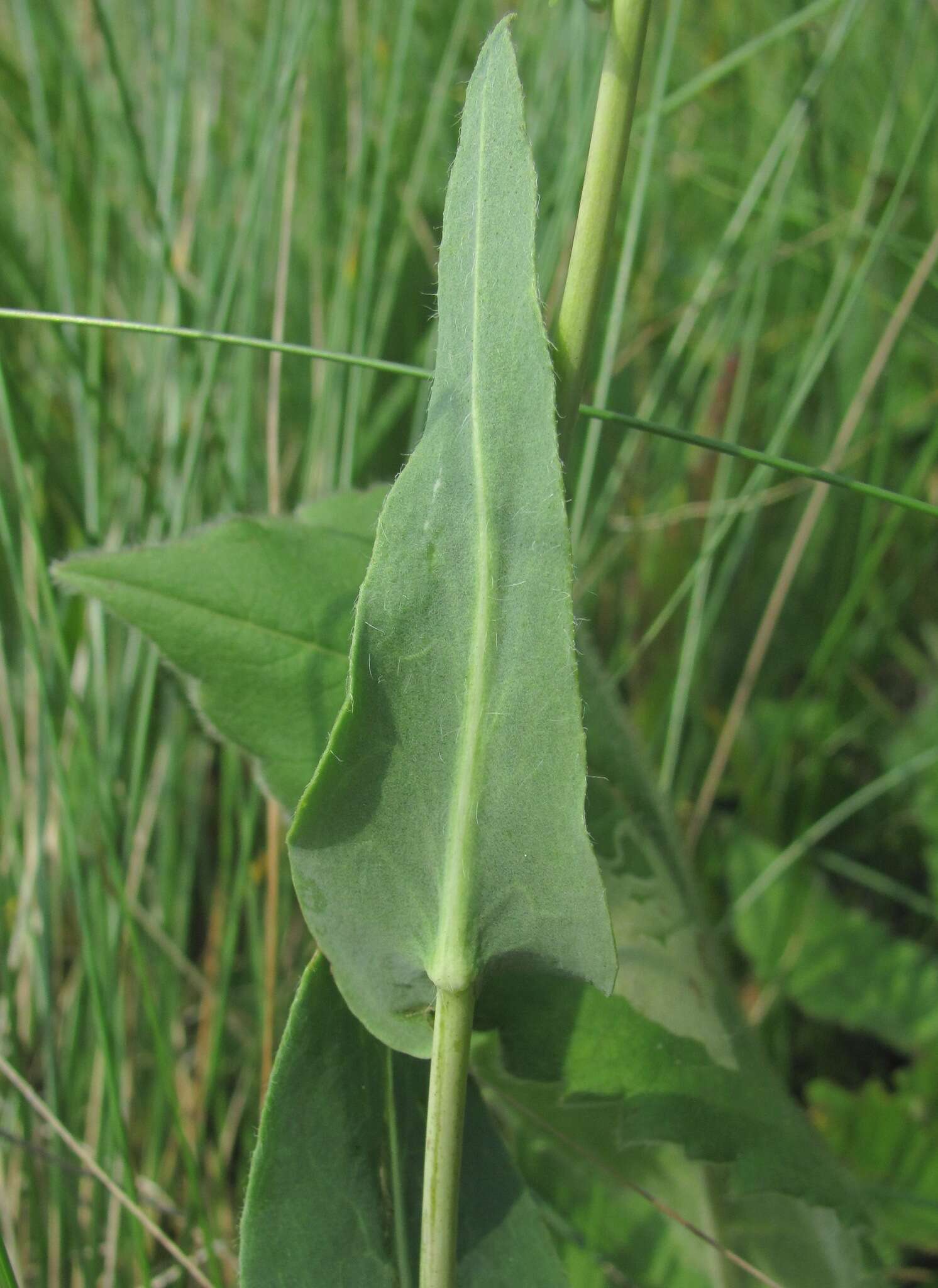 Image of Isatis caucasica (Rupr.) N. Busch