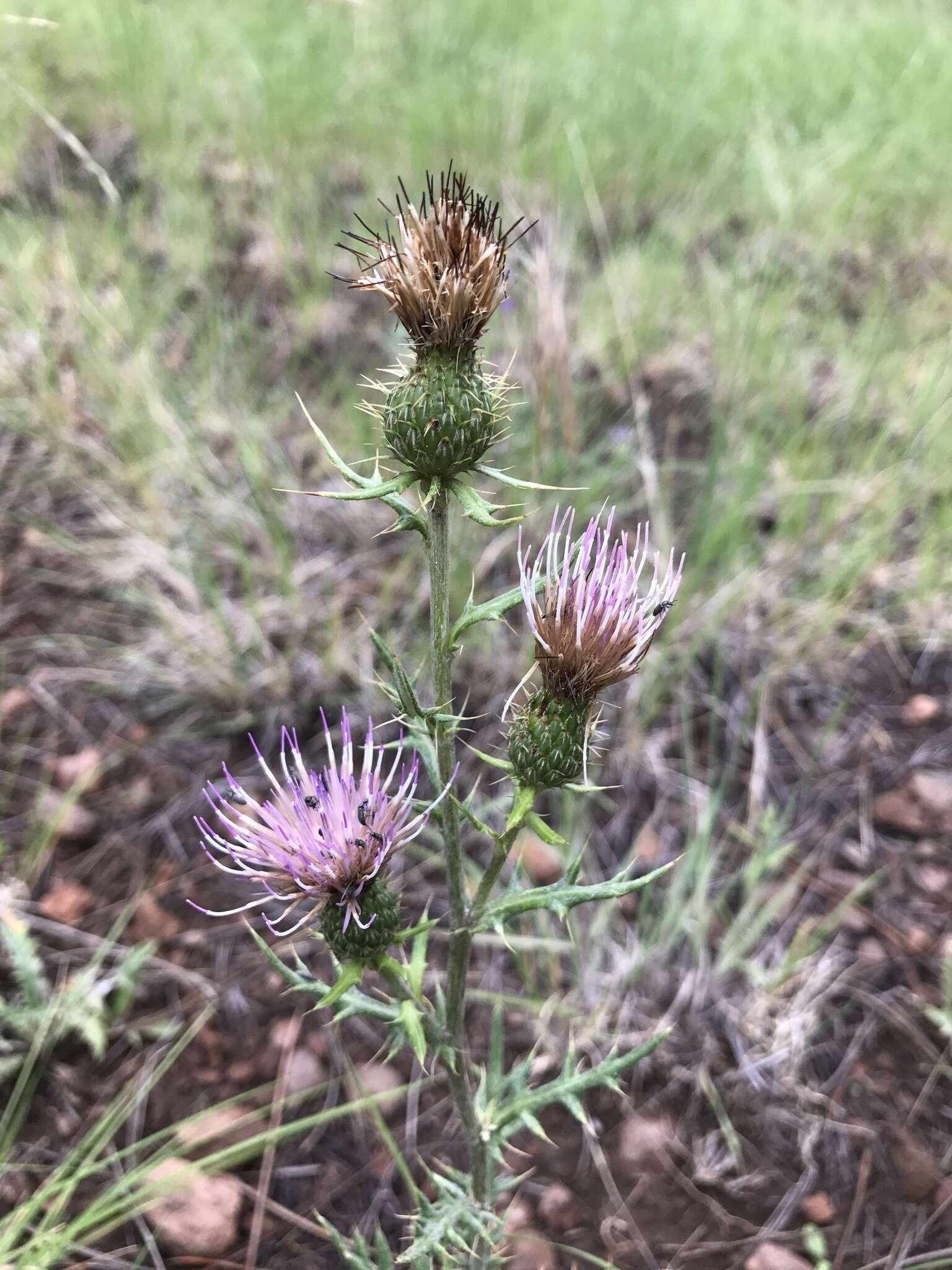 Image of Wheeler's thistle