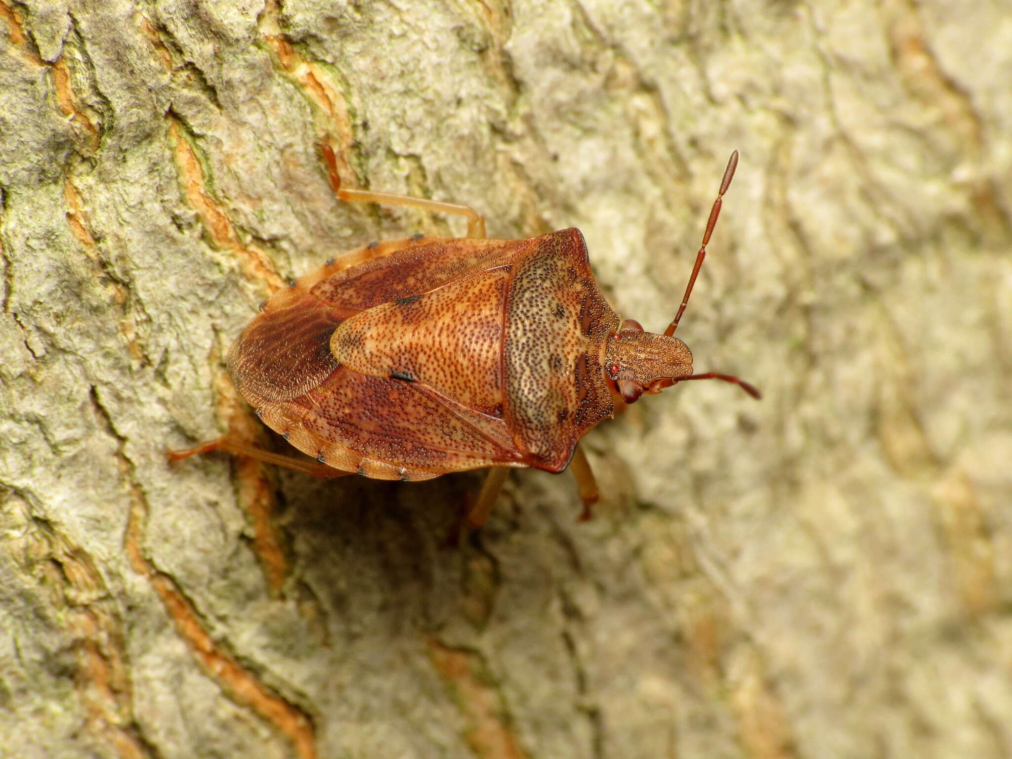 Image of Dendrocoris humeralis (Uhler 1877)