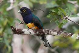 Слика од Trogon violaceus Gmelin & JF 1788