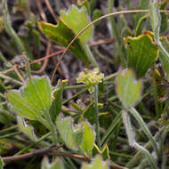 Image of Centella difformis (Eckl. & Zeyh.) Adamson