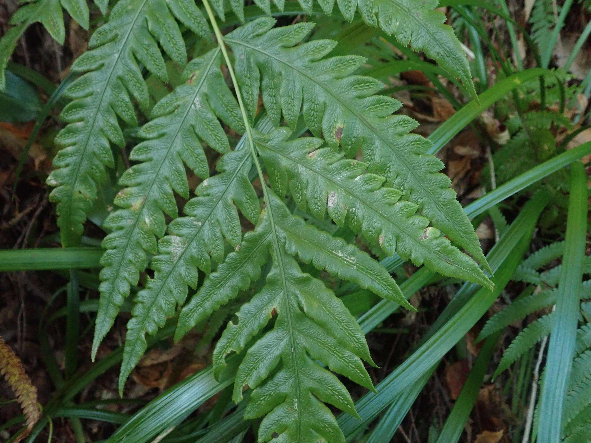 Image of Woodwardia orientalis Sw.