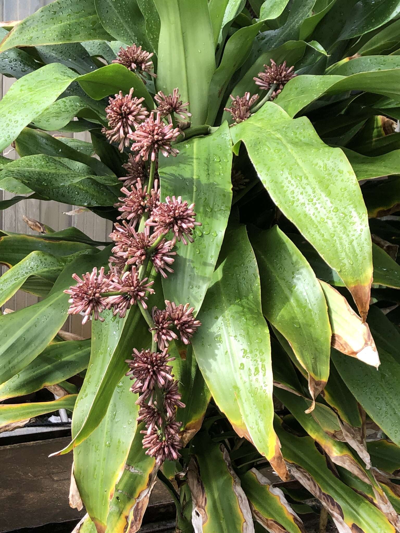 Image of fragrant dracaena