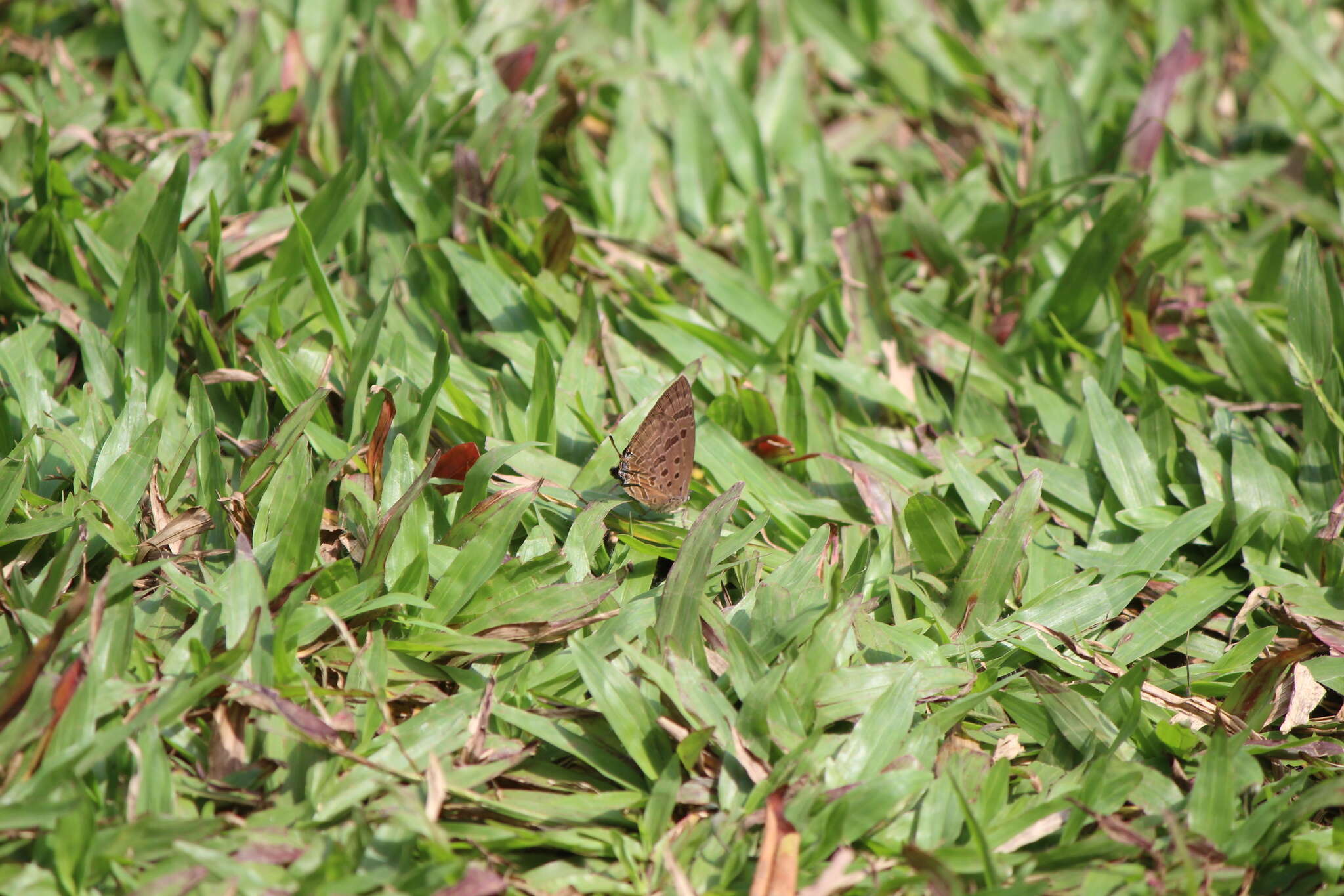 Image of <i>Arhopala cleander</i>