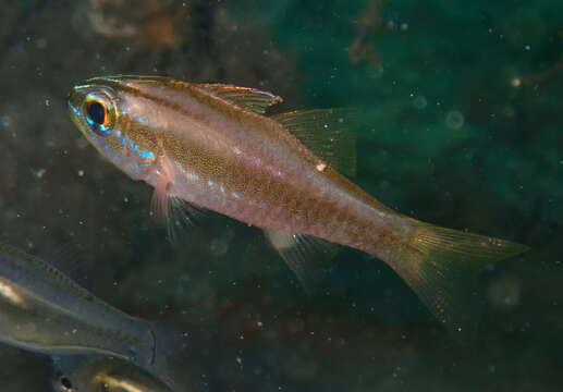 Слика од Ostorhinchus monospilus (Fraser, Randall & Allen 2002)