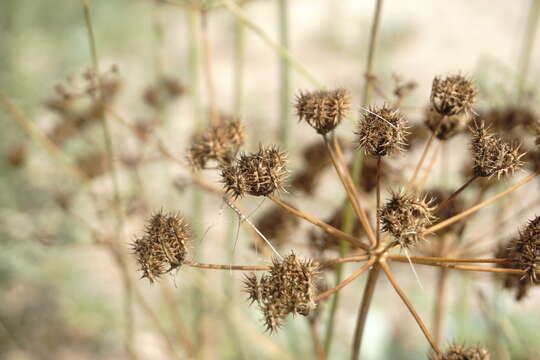 Image of Astrodaucus littoralis (Bieb.) Drude