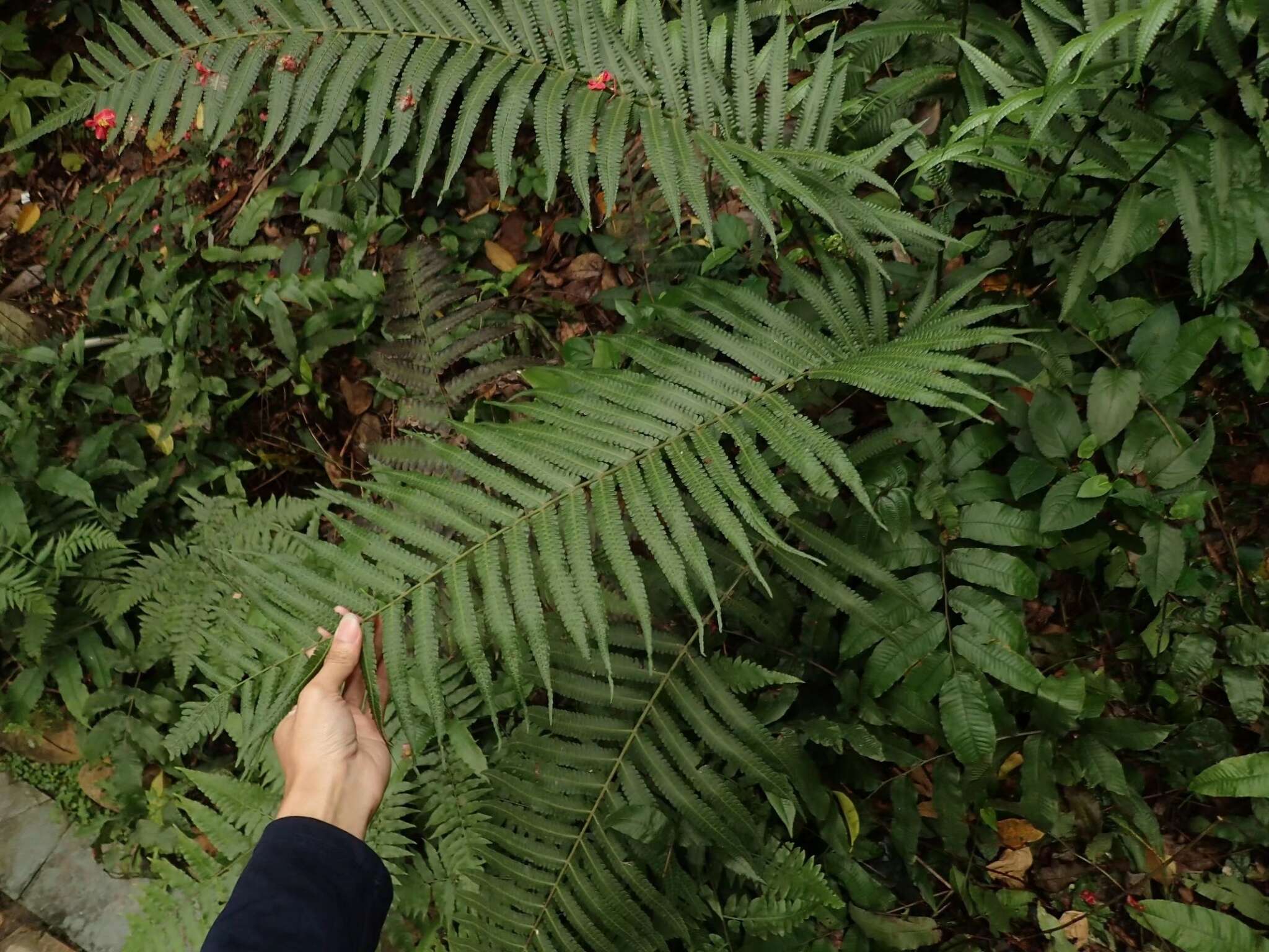 Image of Reholttumia truncata (Poir.) S. E. Fawc. & A. R. Sm.