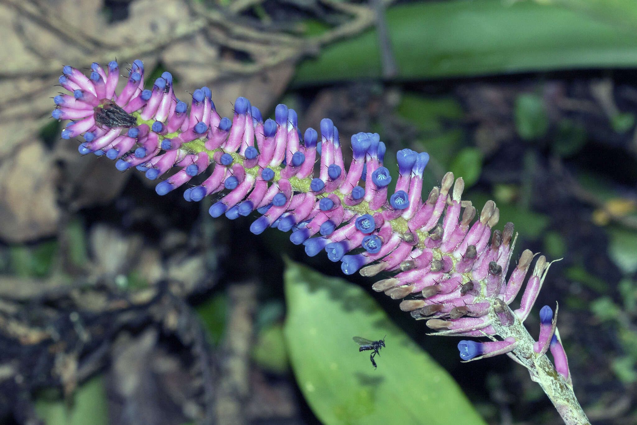 Image of Aechmea gamosepala Wittm.