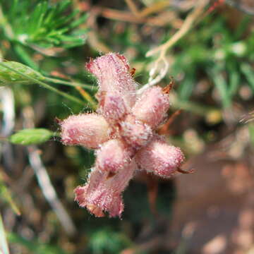 Imagem de Orobanche caryophyllacea Sm.