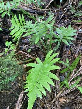 Image of Deltoid Maiden Fern