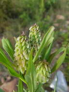 Image de Polygala albida Schinz