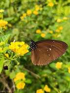 Image of Euploea tulliolus ledereri Felder 1860