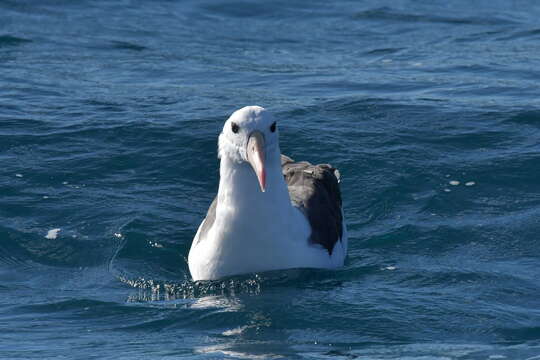 Image of black-browed albatross