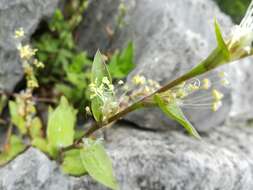 Imagem de Callisia repens (Jacq.) L.