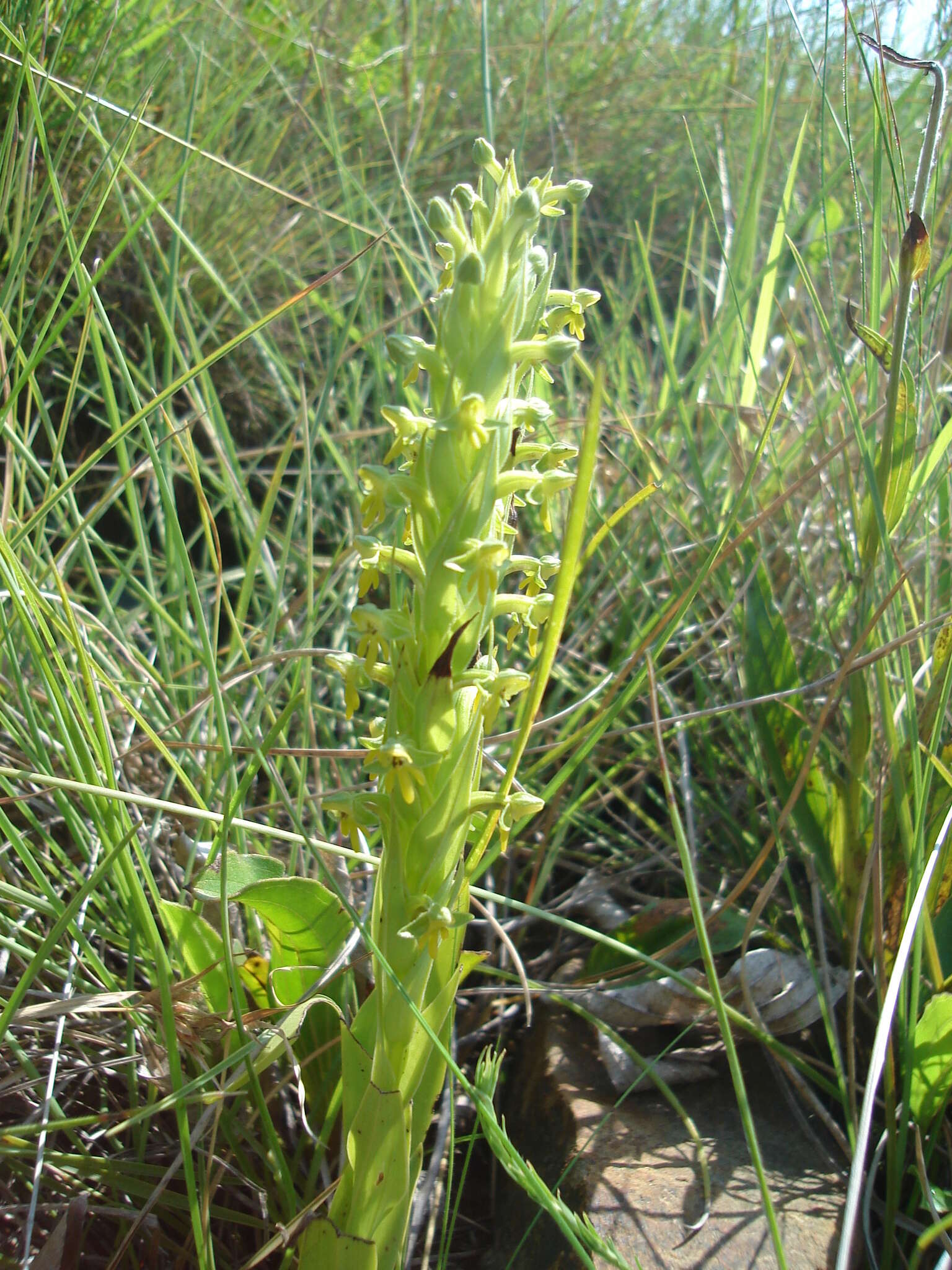 Image of Habenaria pseudociliosa Schelpe ex J. C. Manning