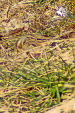 Image of Clay-colored Sparrow