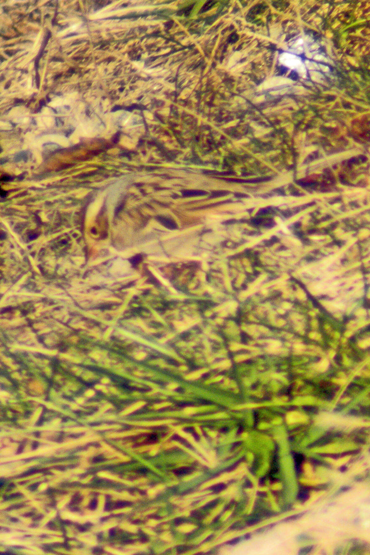 Image of Clay-colored Sparrow