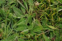 Image of meadow thistle