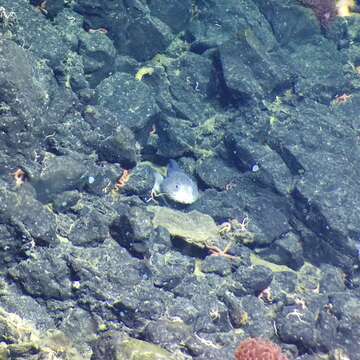 Image of Blob sculpin