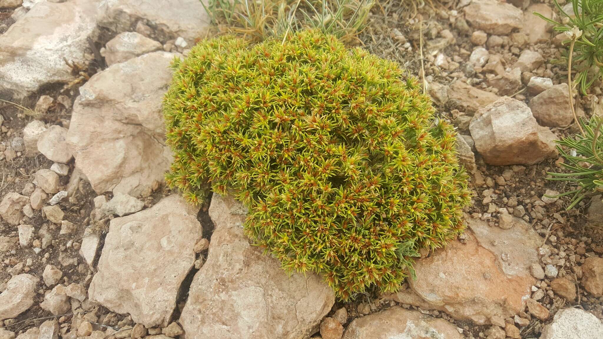 Слика од Paronychia sessiliflora Nutt.