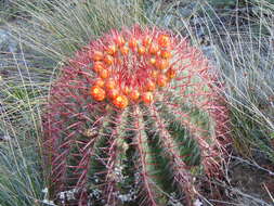 Ferocactus pilosus (Galeotti) Werderm. resmi